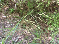 Carex longebrachiata