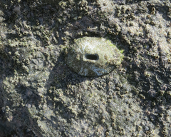 Fissurella virescens