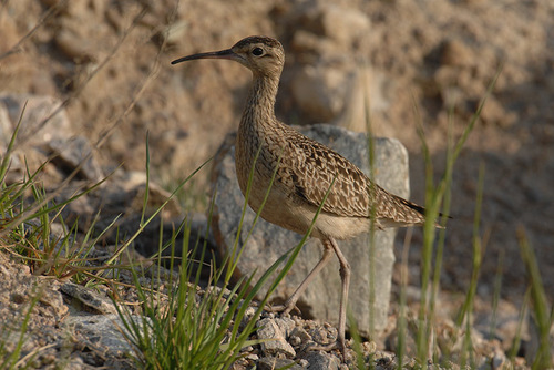 Little Curlew (Numenius minutus), photo 10
