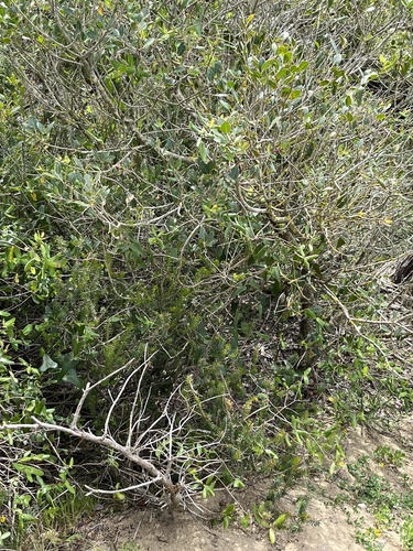Vielblütige Heide