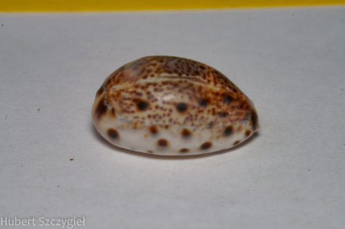 Cypraea lynx observed 2023-02-14