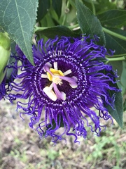 Passiflora incarnata × cincinnata
