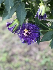 Passiflora incarnata × cincinnata