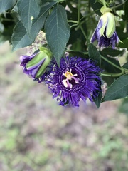 Passiflora incarnata × cincinnata