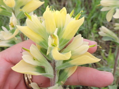 Castilleja citrina