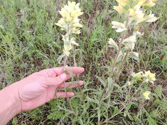 Castilleja citrina