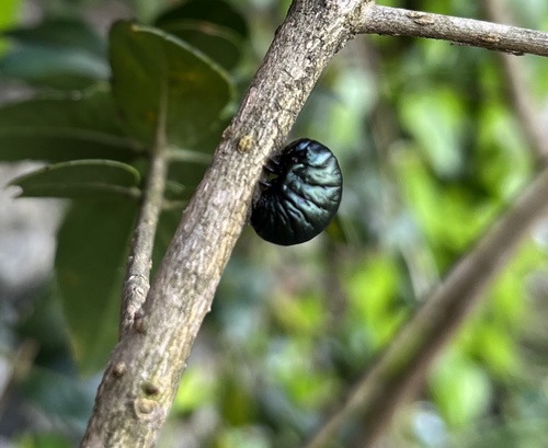 Timarcha nicaeensis