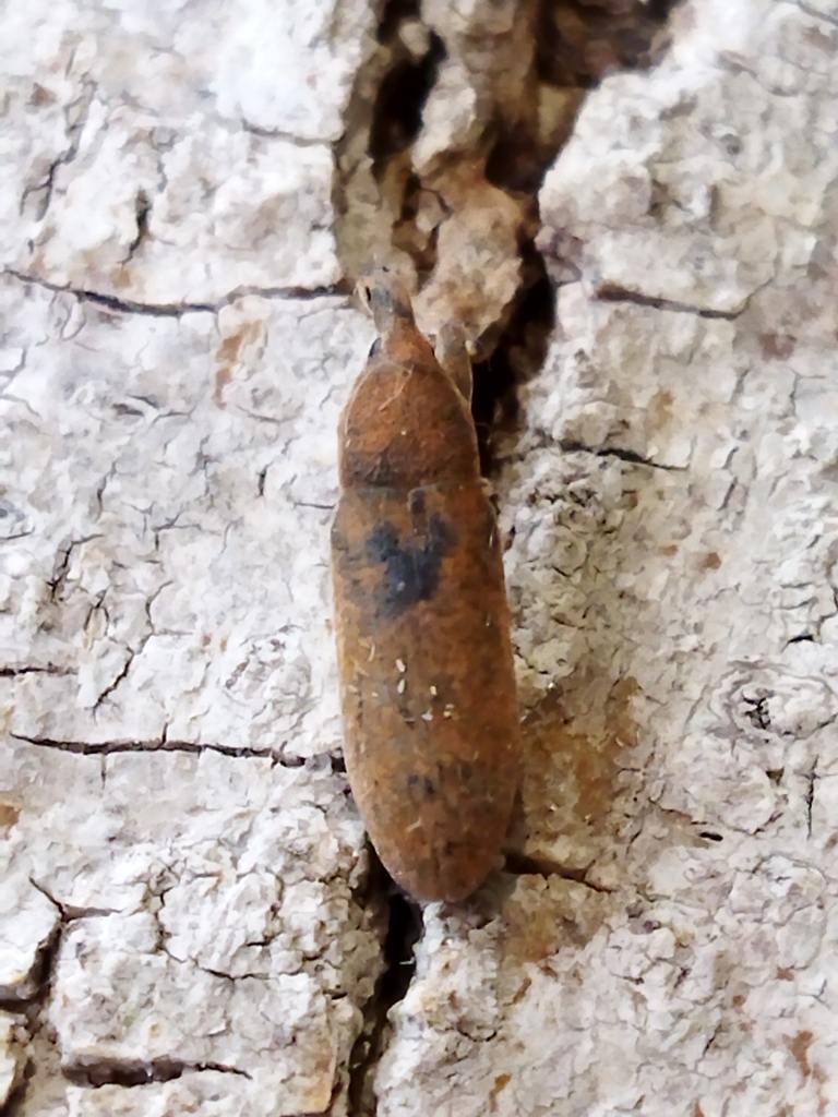 Lixus punctiventris