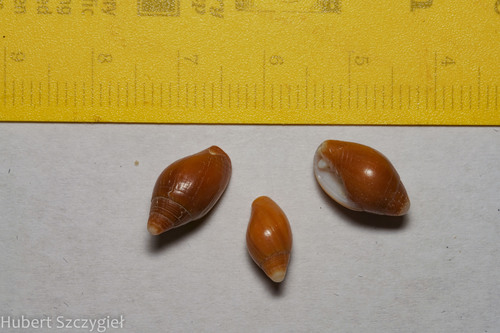 Nebularia fastigium observed 2023-02-14