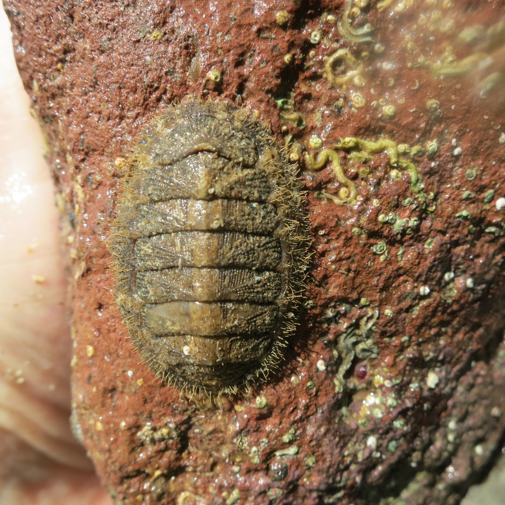 Chaetopleura lurida
