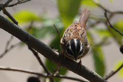 Emberiza tristrami