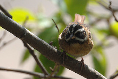 Emberiza tristrami