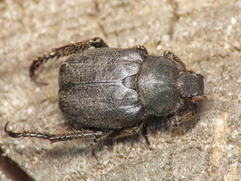 Hoplia fiorii