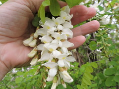 Robinia pseudoacacia