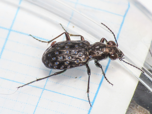 Fen Peacock Beetle