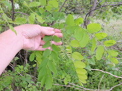 Robinia pseudoacacia