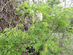 Robinia pseudoacacia