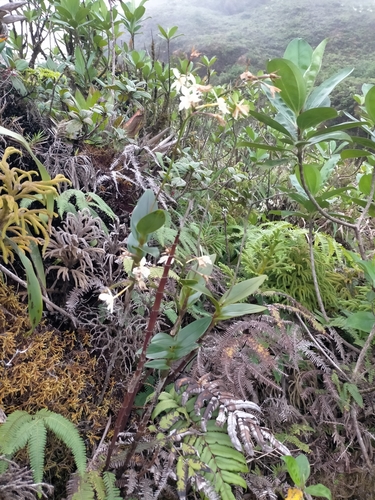 Image of Epidendrum patens by (c) Samantha Bazan, some rights reserved (CC BY)