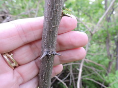 Robinia pseudoacacia