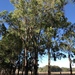 Tindal's Stringybark - Photo (c) James Bailey, some rights reserved (CC BY-NC), uploaded by James Bailey