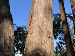 Eucalyptus tindaliae
