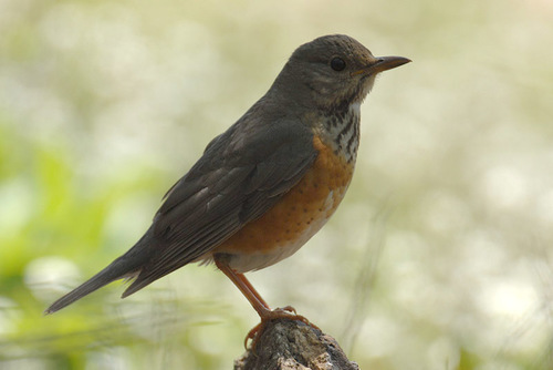 Grey-backed Thrush (Turdus hortulorum), photo 1