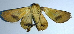 Sphingomorpha chlorea