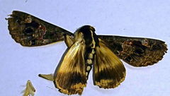 Sphingomorpha chlorea