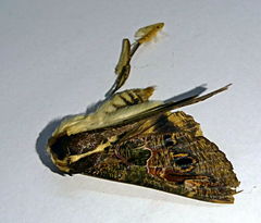 Sphingomorpha chlorea