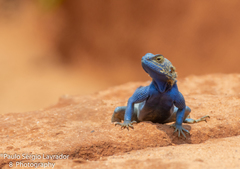 Agama mucosoensis