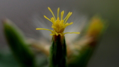 Brickellia desertorum