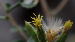 Brickellia desertorum