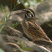 Yellow-browed Bunting - Photo (c) Kim, Hyun-tae, some rights reserved (CC BY), uploaded by Kim, Hyun-tae