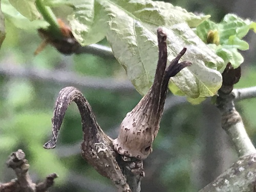 Ram's Horn Gall Wasp, Generaal Foulkesweg, Wageningen, Gelderland, NL, photo 8 of 10