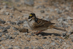 Emberiza chrysophrys