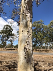 Eucalyptus platyphylla
