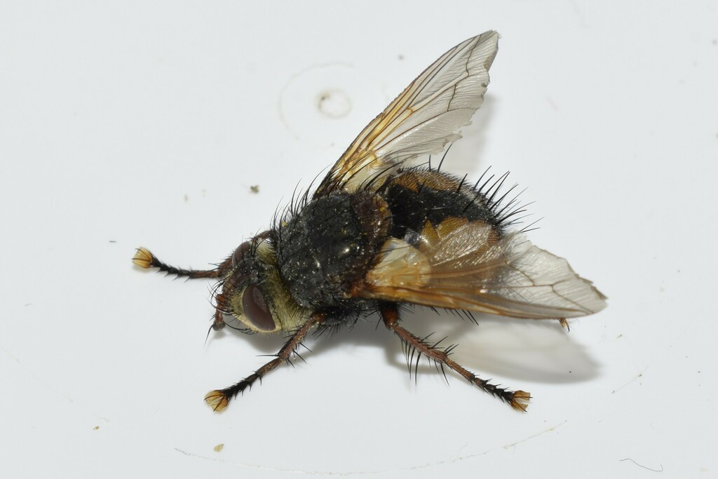 Tachina fera from North Aegean Region, Greece on April 26, 2023 at 07: ...