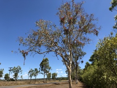 Eucalyptus platyphylla