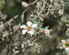 Leptospermum lanigerum