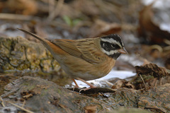 Emberiza tristrami