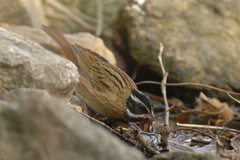 Emberiza tristrami