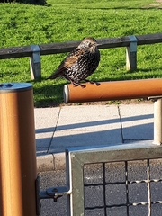 Sturnus vulgaris