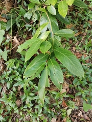Bridelia insulana
