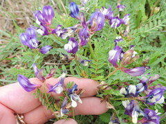 Astragalus lindheimeri