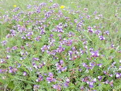 Astragalus lindheimeri