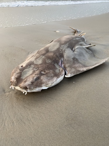 Atlantic Angelshark photographed in Maryland