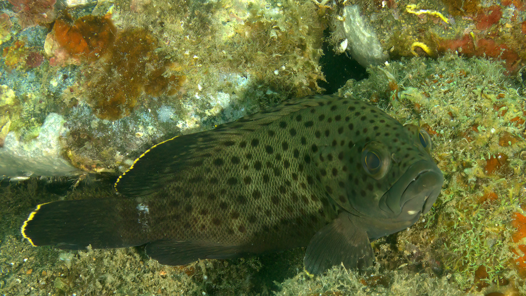 Palemargin Grouper