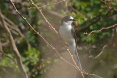 Pericrocotus divaricatus