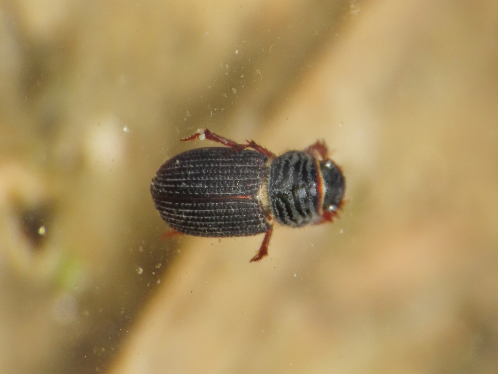 Rhyssemus parallelus