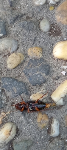 Strunovce (okrúhlovce) (Nematomorpha)